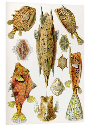 Tableau en PVC Poissons-coffres, Ostraciontes (Formes artistiques de la nature, 1899)