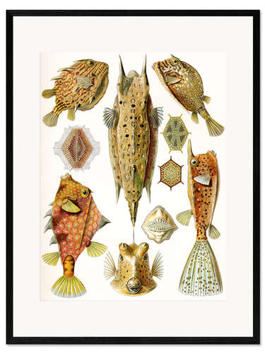 Plakat artystyczny premium w ramie Kosterowate, Ostraciontes (Kunstformen der Natur, 1899)