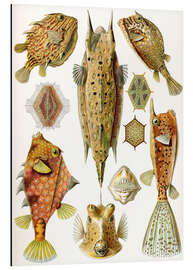 Magnettafel Kofferfische, Ostraciontes (Kunstformen der Natur, 1899)