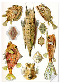 Wall sticker Cowfish, Ostraciontes (Art Forms in Nature, 1899)