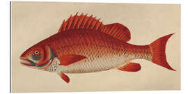 Gallery print Red snapper, Lutjanus campechanus