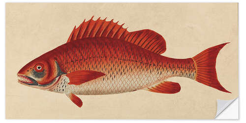 Vinilo para la pared Red snapper, Lutjanus campechanus