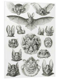 Tableau en PVC Chauves-souris, Chiroptera (Formes artistiques de la nature, 1899)