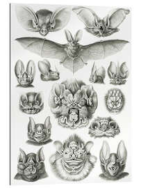 Gallery print Nietoperze, Chiroptera (Kunstformen der Natur, 1899)