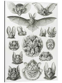 Magnettafel Fledermäuse, Chiroptera (Kunstformen der Natur, 1899)