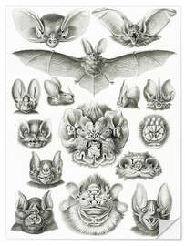 Wall sticker Bats, Chiroptera (Art Forms in Nature, 1899)