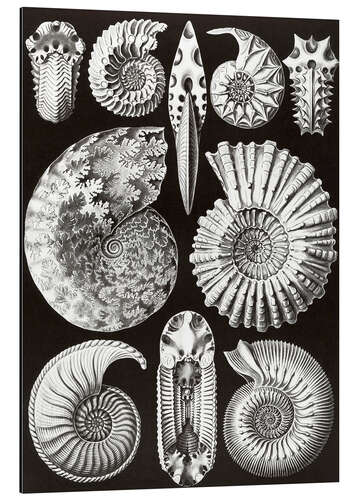 Aluminium print Extinct Fossil Ammonites, Ammonitida (Art Forms in Nature, 1899)