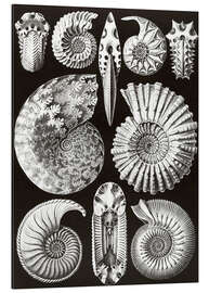 Magnettafel Ammonshörner, Ammonitida (Kunstformen der Natur, 1899)