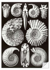 Wall sticker Extinct Fossil Ammonites, Ammonitida (Art Forms in Nature, 1899)