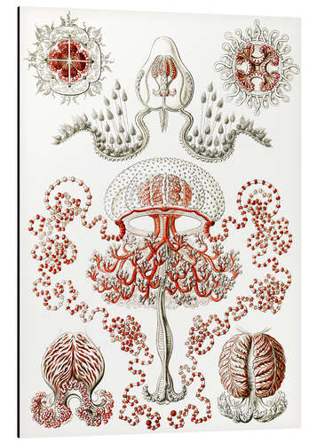 Cuadro de aluminio Antomedusas, Anthomedusae (Obras de arte de la naturaleza, 1899)