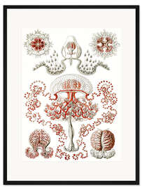 Gerahmter Kunstdruck Blumenquallen, Anthomedusae (Kunstformen der Natur, 1899)
