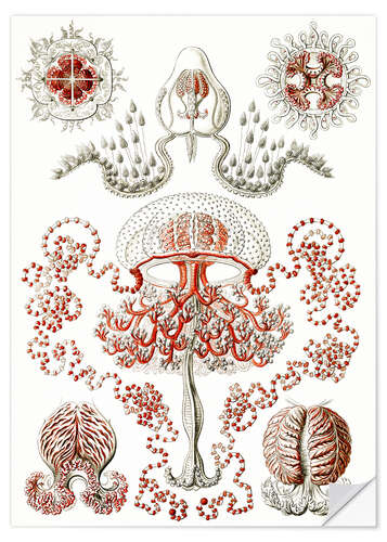 Naklejka na ścianę Anthomedusae (Kunstformen der Natur, 1899)