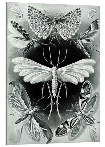 Aluminium print Moths, Tineidae (Art Forms in Nature, 1899)