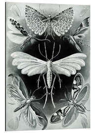 Quadro em alumínio Tineidae (Formas de arte da natureza, 1899)