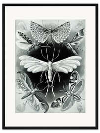 Gerahmter Kunstdruck Motten, Tineidae (Kunstformen der Natur, 1899)