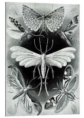 Galleritryk Møl, Tineidae (Kunstformen der Natur, 1899)