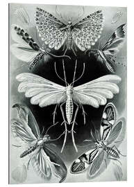 Quadro em plexi-alumínio Tineidae (Formas de arte da natureza, 1899)