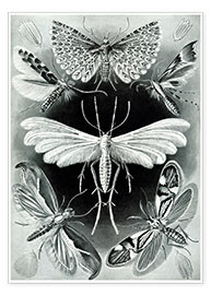Tableau  Tineida, Formes artistiques de la nature, planche n° 58 - Ernst Haeckel