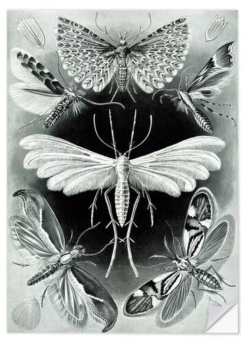 Vinilo para la pared Polillas, Tineidae (Obras de arte de la naturaleza, 1899)