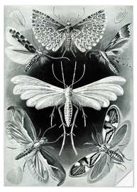 Sticker mural Mites, Tineidae (Formes artistiques de la nature, 1899)