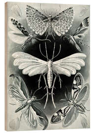 Wood print Moths, Tineidae (Art Forms in Nature, 1899)