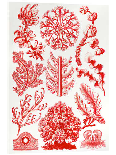 Akryylilasitaulu Punalevät, Florideae (Art Forms in Nature, 1899)
