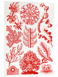 Acrylglasbild Rotalgen, Florideae (Kunstformen der Natur, 1899)