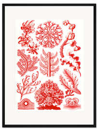 Gerahmter Kunstdruck Rotalgen, Florideae (Kunstformen der Natur, 1899)