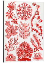 Magnettafel Rotalgen, Florideae (Kunstformen der Natur, 1899)