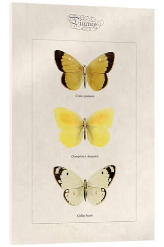 Acrylic print Moorland clouded yellow, cleopatra and pale clouded yellow