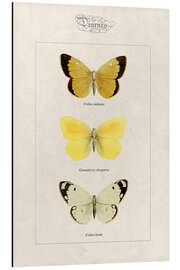 Aluminium print Moorland clouded yellow, cleopatra and pale clouded yellow