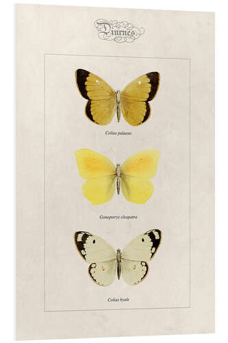 Foam board print Moorland clouded yellow, cleopatra and pale clouded yellow