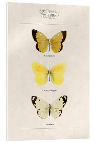 Gallery print Moorland clouded yellow, cleopatra and pale clouded yellow