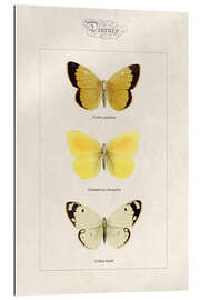 Galleritryk Moorland clouded yellow, cleopatra and pale clouded yellow