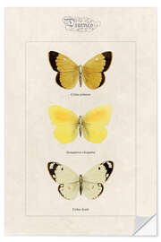 Wall sticker Moorland clouded yellow, cleopatra and pale clouded yellow