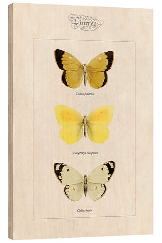 Holzbild Hochmoorgelbling, Colias hyale