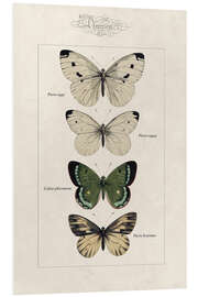 Foam board print Chart of butterflies