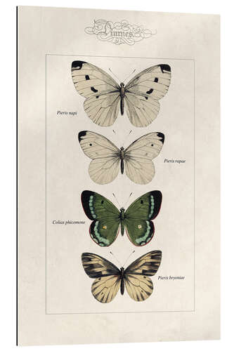 Gallery print Chart of butterflies