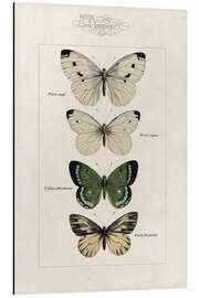 Magnettafel Tafel der Schmetterlinge