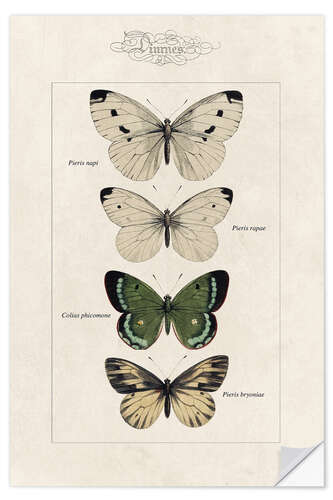 Wall sticker Chart of butterflies