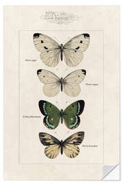 Wall sticker Chart of butterflies