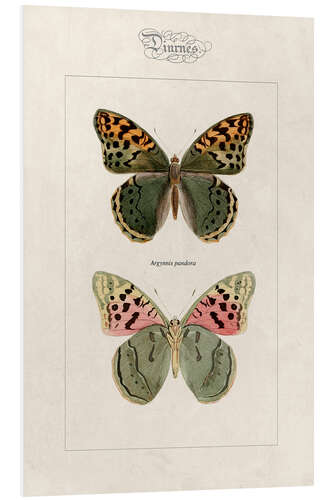 Foam board print Cardinal butterfly, Argynnis pandora.