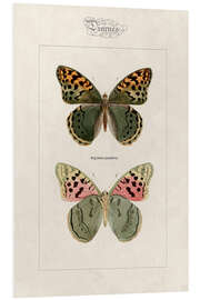 Foam board print Cardinal butterfly, Argynnis pandora.