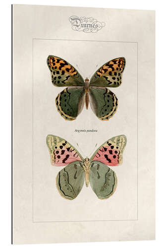 Gallery print Cardinal butterfly, Argynnis pandora.