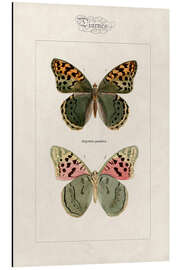 Magnettafel Kardinal Schmetterling, Argynnis pandora.