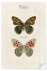 Wall sticker Cardinal butterfly, Argynnis pandora.