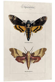 Stampa su PVC Death's Head hawkmoth and oak hawkmoth.