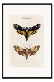 Gerahmter Kunstdruck Totenkopfschwärmer und Eichenschwärmer