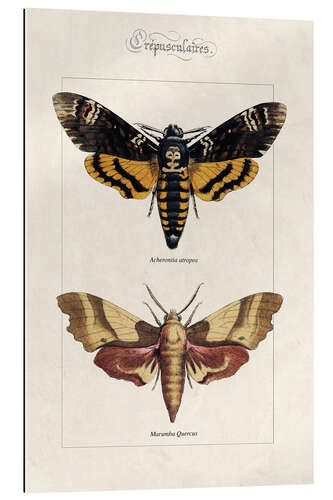 Gallery print Death's Head hawkmoth and oak hawkmoth