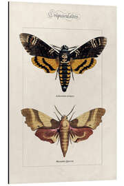 Magnettafel Totenkopfschwärmer und Eichenschwärmer